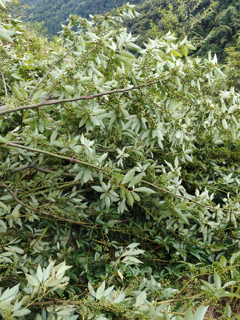 广西木姜子***野生中药材可批发可零售量大从优欢迎订货
