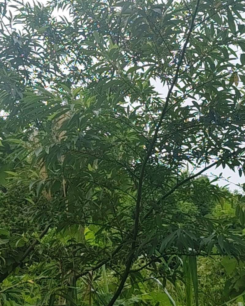 广西木姜子***野生中药材可批发可零售量大从优欢迎订货