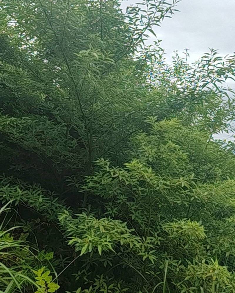 广西木姜子***野生中药材可批发可零售量大从优欢迎订货