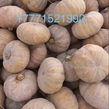 湖北精品盘龙204