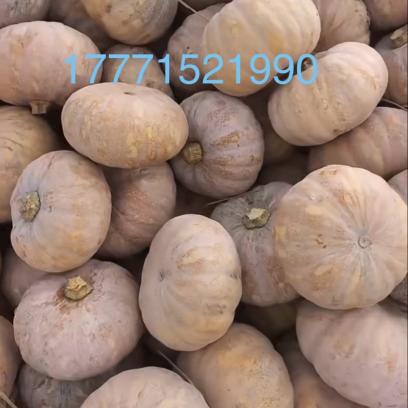 湖北精品盘龙204