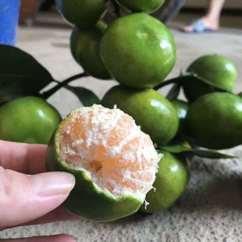 云南青皮蜜桔，现货，对接市场，电商，，可一件代发