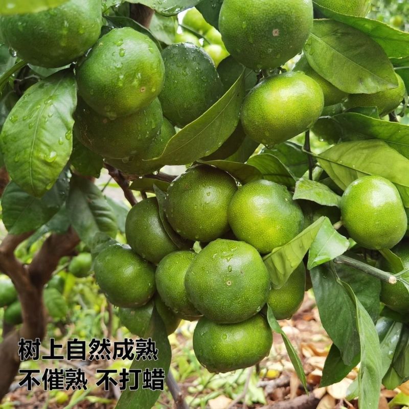 云南青皮蜜桔，现货，对接市场，电商，，可一件代发