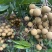 广东茂名电白石夹龙眼新鲜采摘皮薄肉厚大量供应代卖