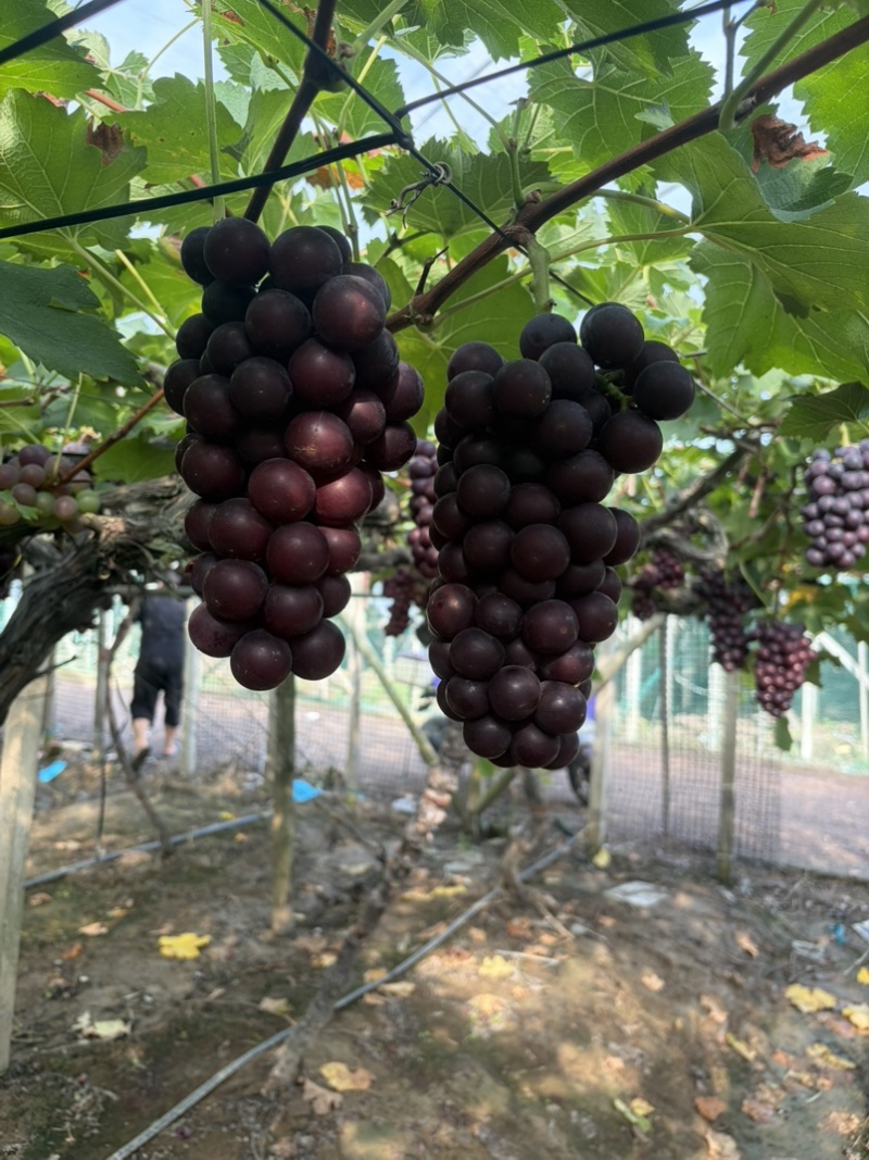 巨峰葡萄、永优葡萄