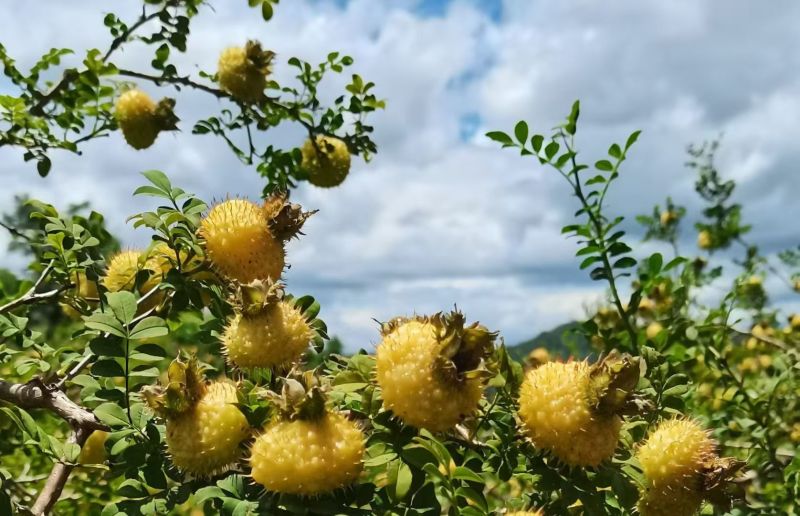 贵州高山刺梨