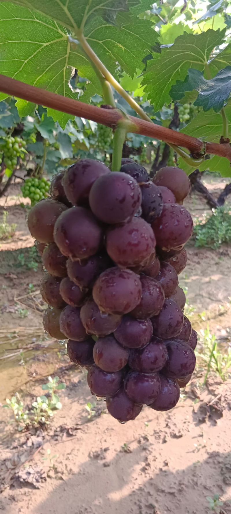 夏黑葡萄