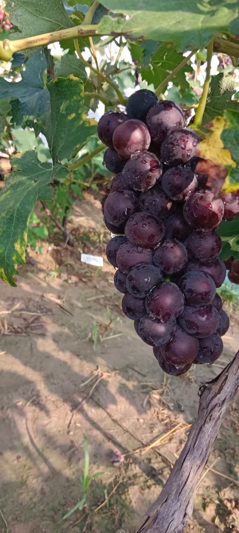 夏黑葡萄
