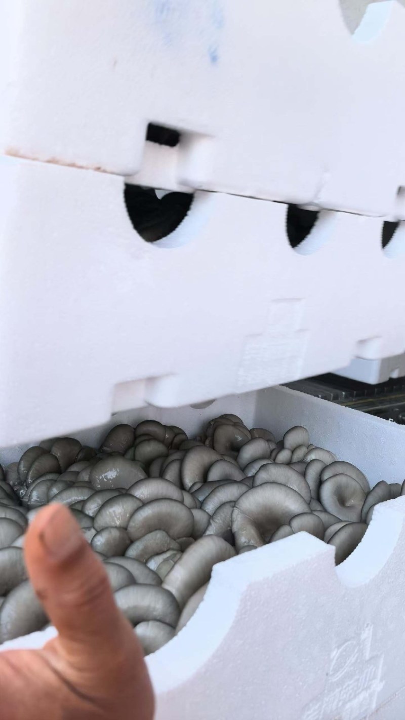 精品黑平，净重10斤以上，品质保证，货源充足