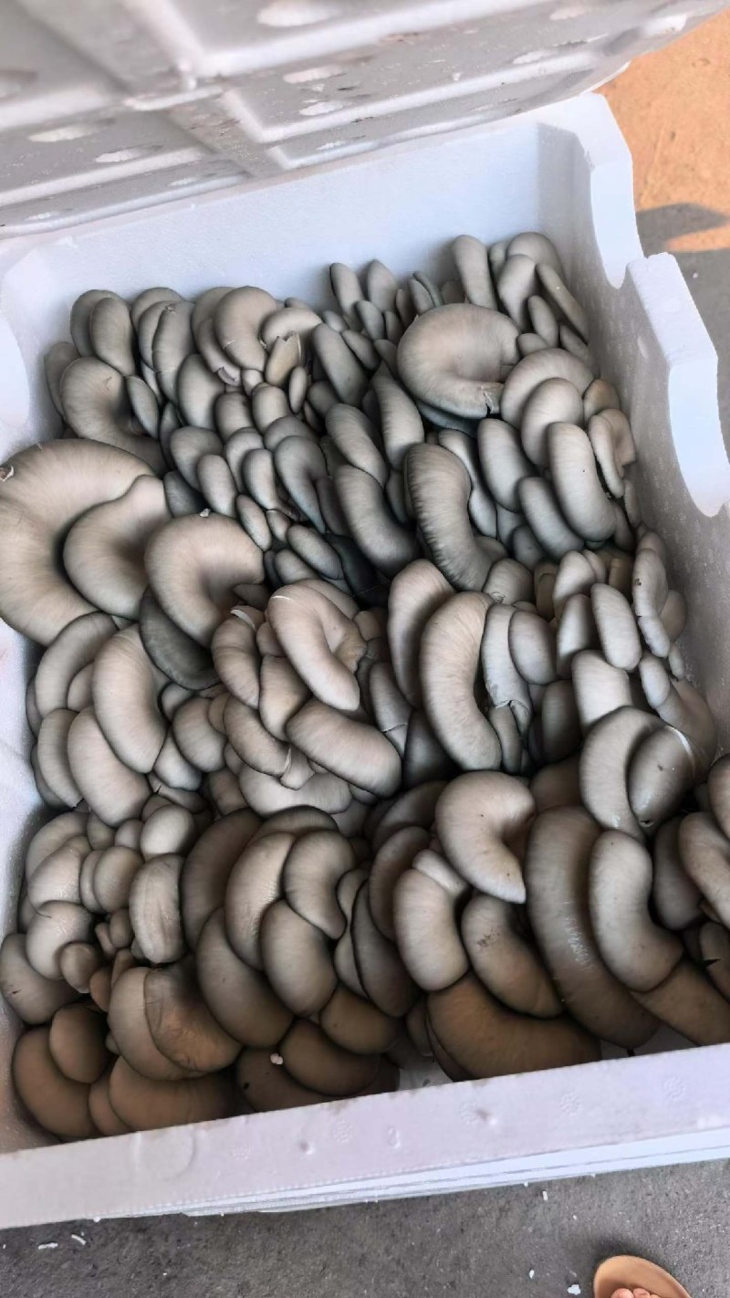 精品黑平，净重10斤以上，品质保证，货源充足