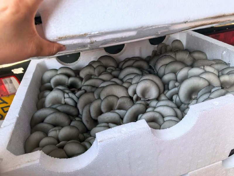 精品黑平，净重10斤以上，品质保证，货源充足