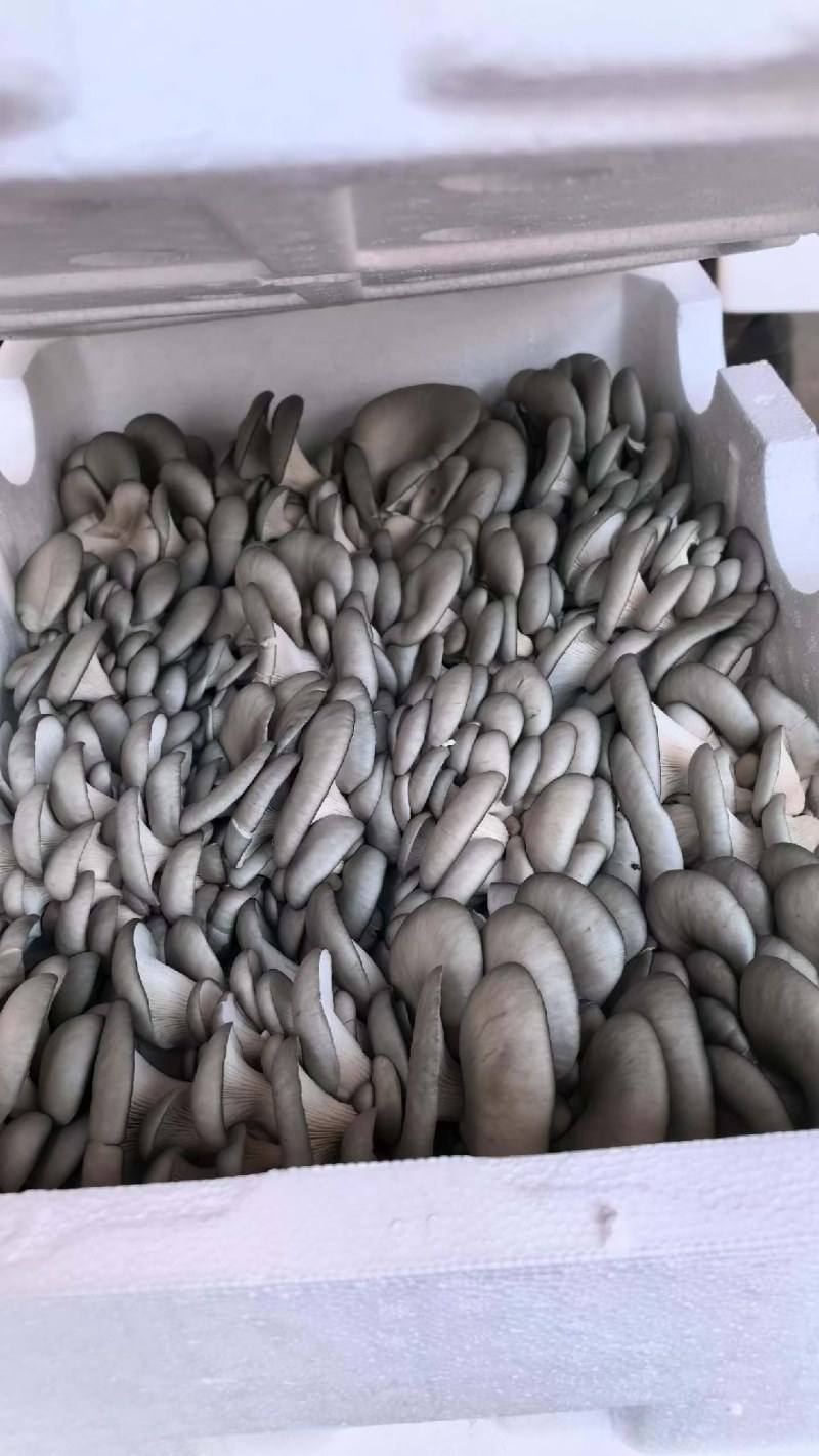 精品黑平，净重10斤以上，品质保证，货源充足