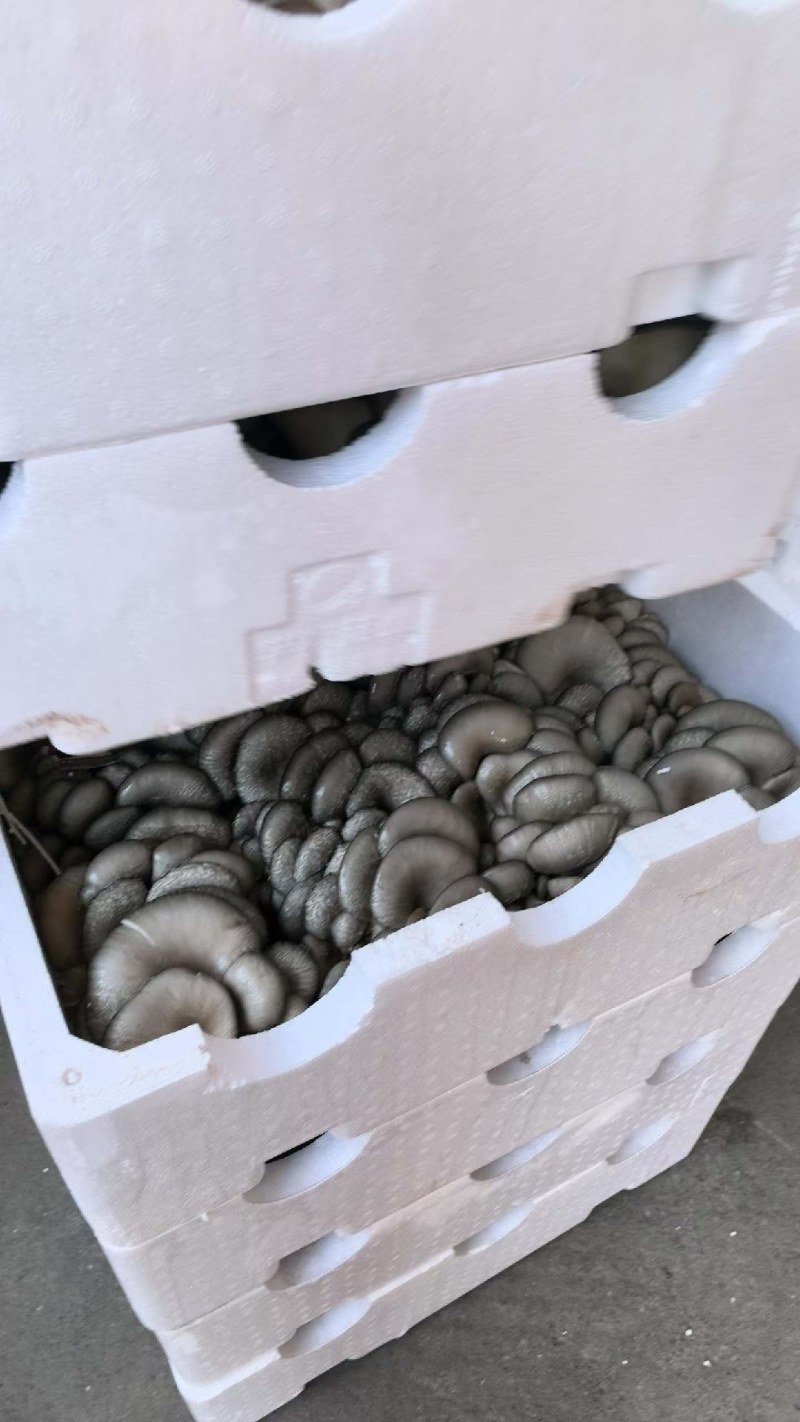 精品黑平，净重10斤以上，品质保证，货源充足