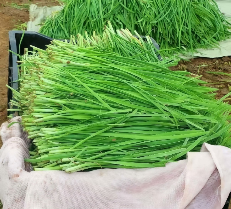 中小叶韭菜新鲜现货大棚韭菜量大从优欢迎联系
