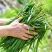 中小叶韭菜新鲜现货大棚韭菜量大从优欢迎联系