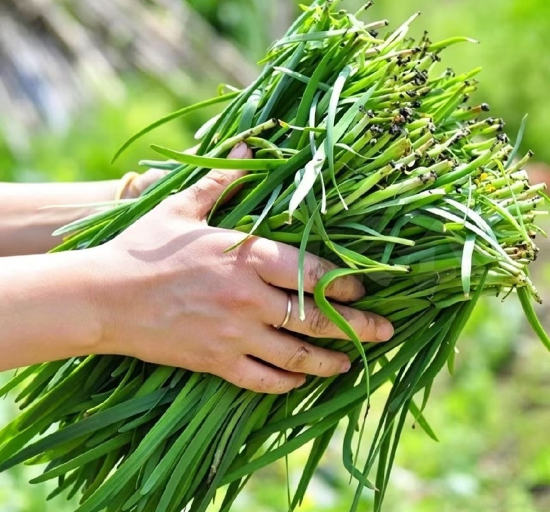中小叶韭菜新鲜现货大棚韭菜量大从优欢迎联系
