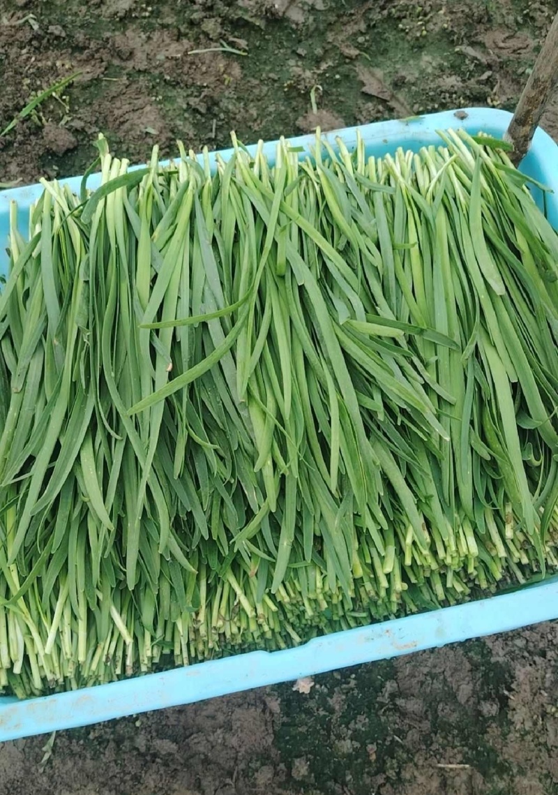 中小叶韭菜新鲜现货大棚韭菜量大从优欢迎联系
