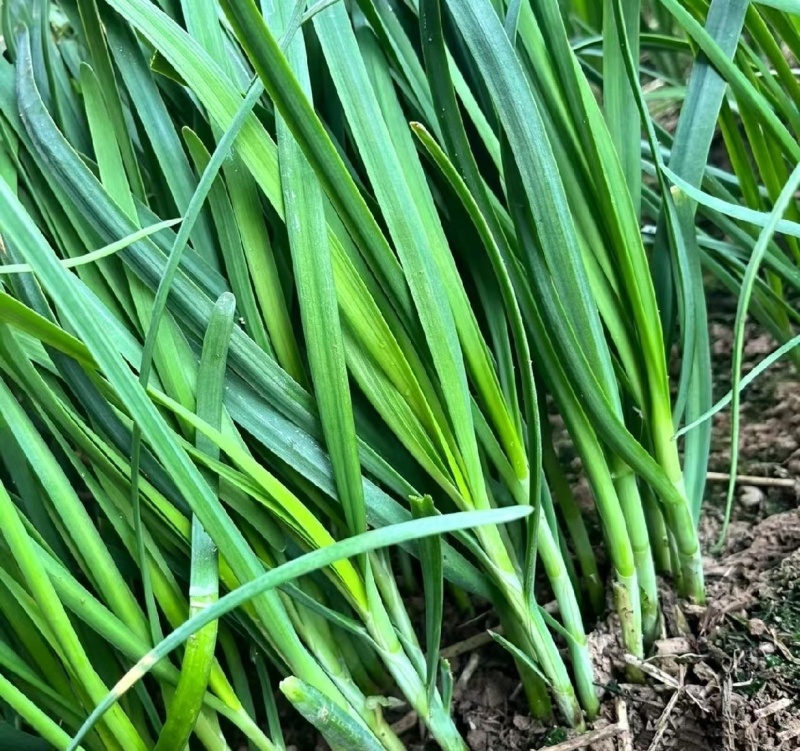 中小叶韭菜新鲜现货大棚韭菜量大从优欢迎联系