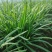 中小叶韭菜新鲜现货大棚韭菜量大从优欢迎联系
