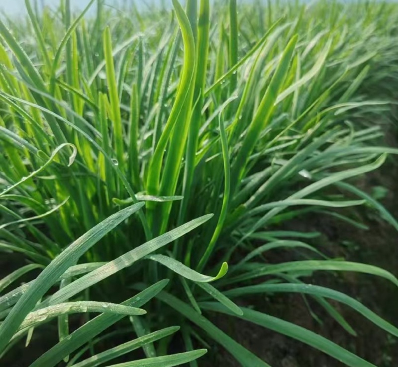 中小叶韭菜新鲜现货大棚韭菜量大从优欢迎联系