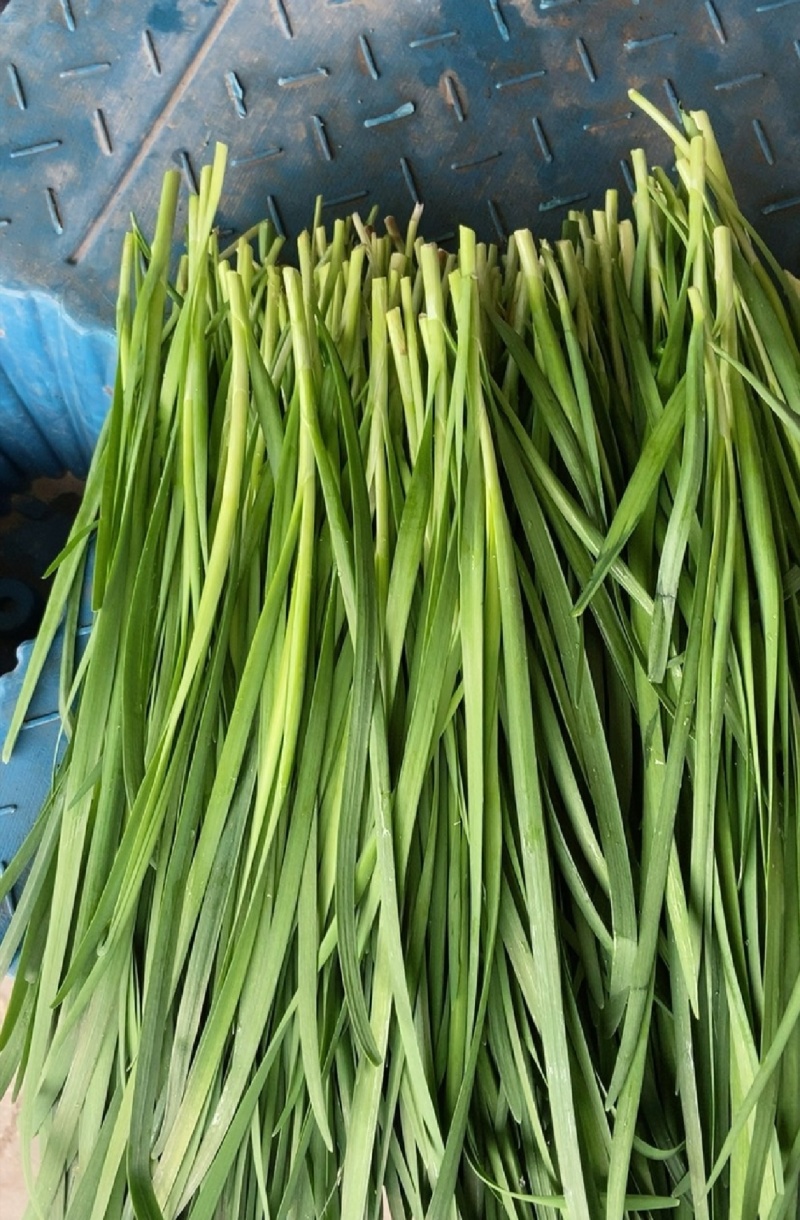 中小叶韭菜新鲜现货大棚韭菜量大从优欢迎联系