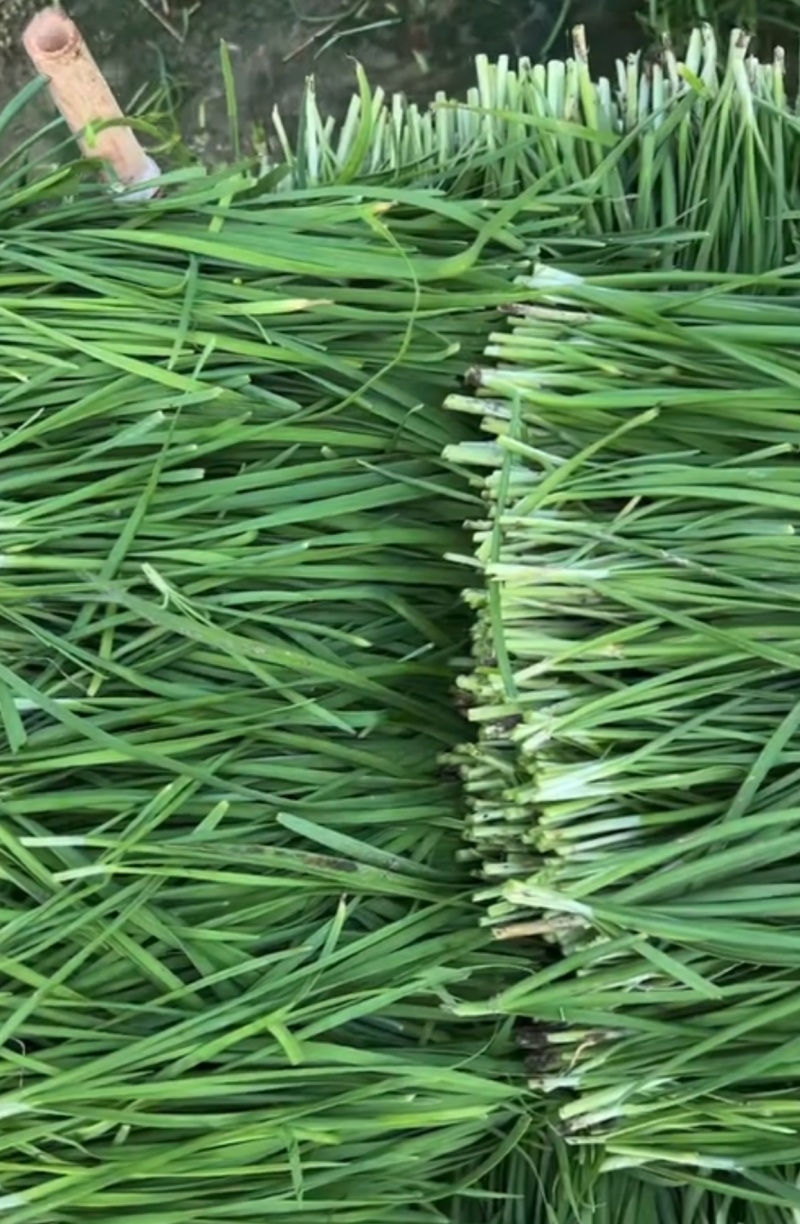 中小叶韭菜新鲜现货大棚韭菜量大从优欢迎联系