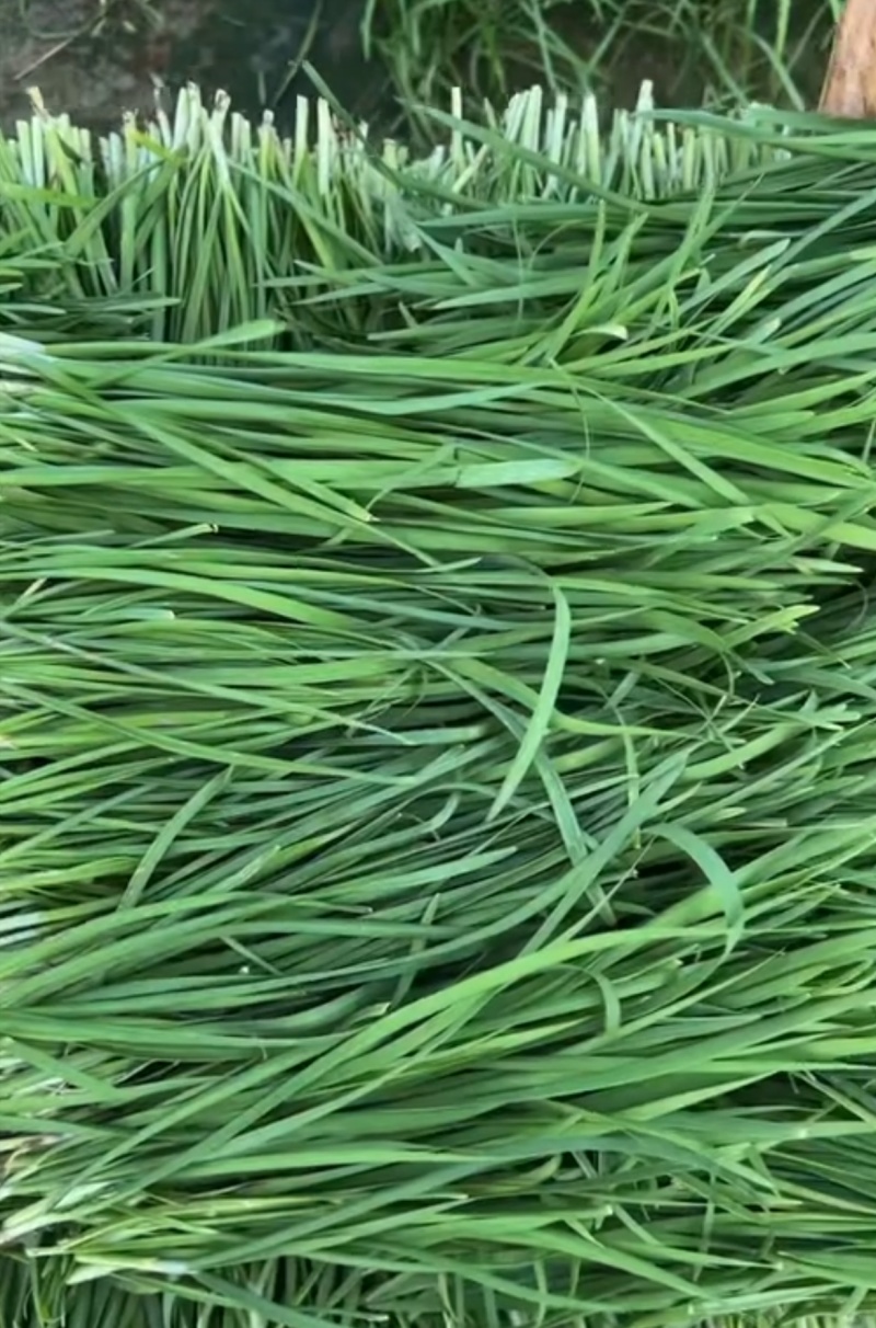中小叶韭菜新鲜现货大棚韭菜量大从优欢迎联系
