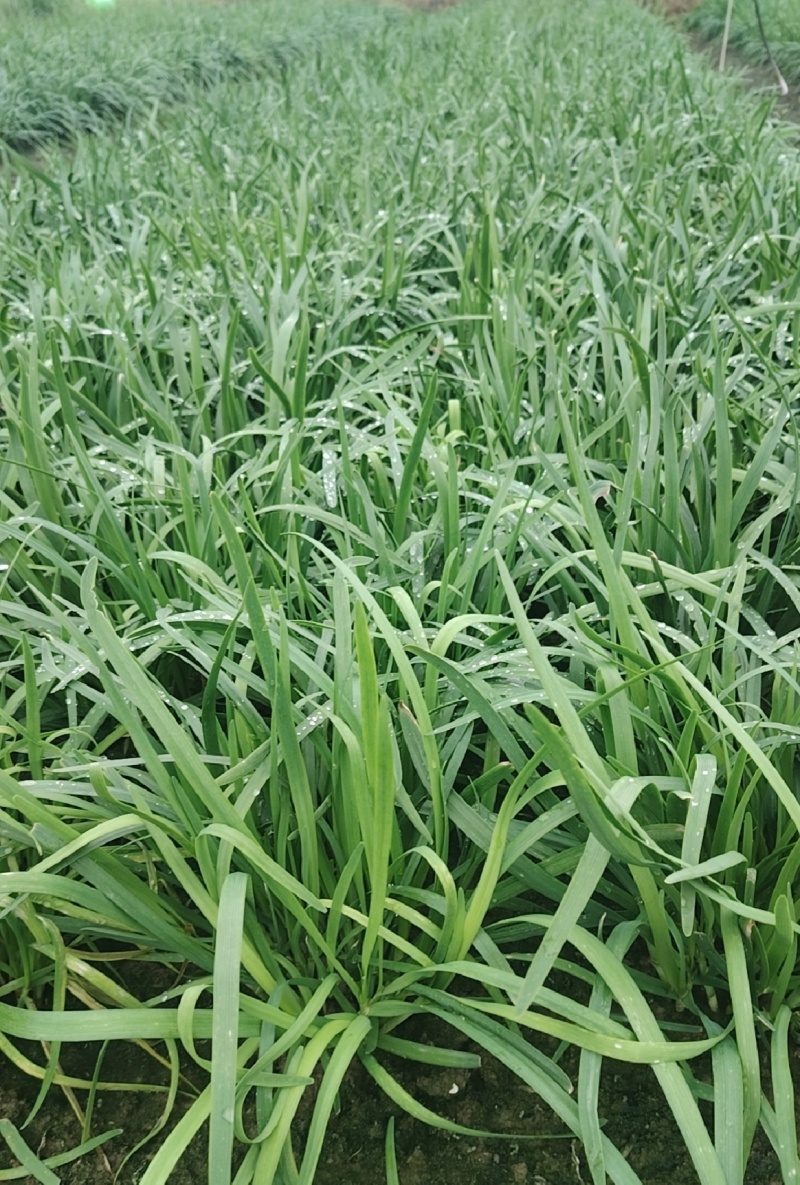 中小叶韭菜新鲜现货大棚韭菜量大从优欢迎联系
