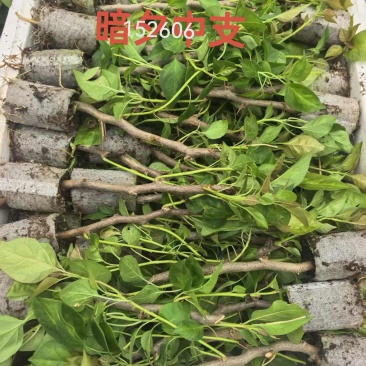 100个品种三角梅袋苗，基地批发，货源充足，质优价美