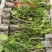 100个品种三角梅袋苗，基地批发，货源充足，质优价美