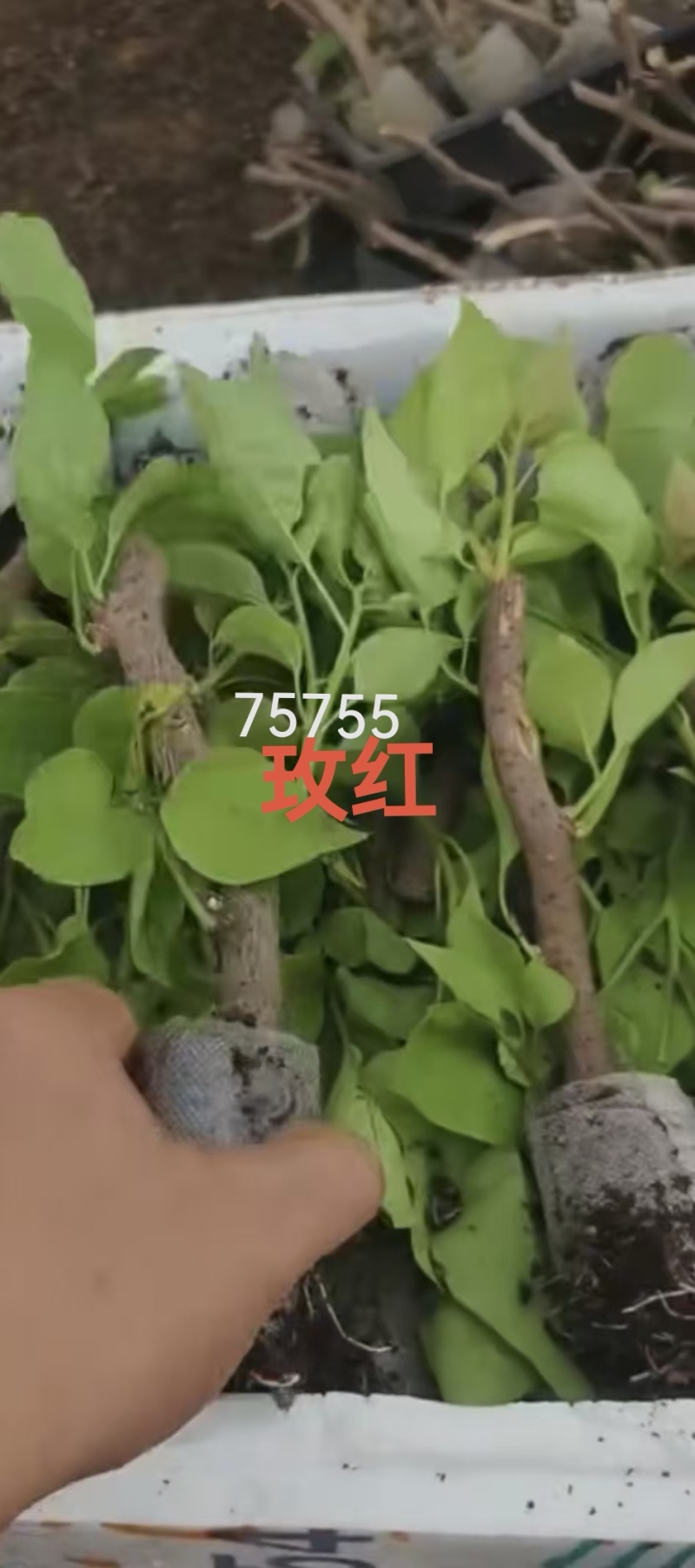 100个品种三角梅袋苗，基地批发，货源充足，质优价美