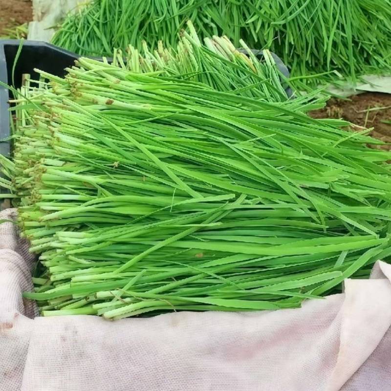 江苏新鲜韭菜大叶韭菜产地直供量大从优欢迎联系