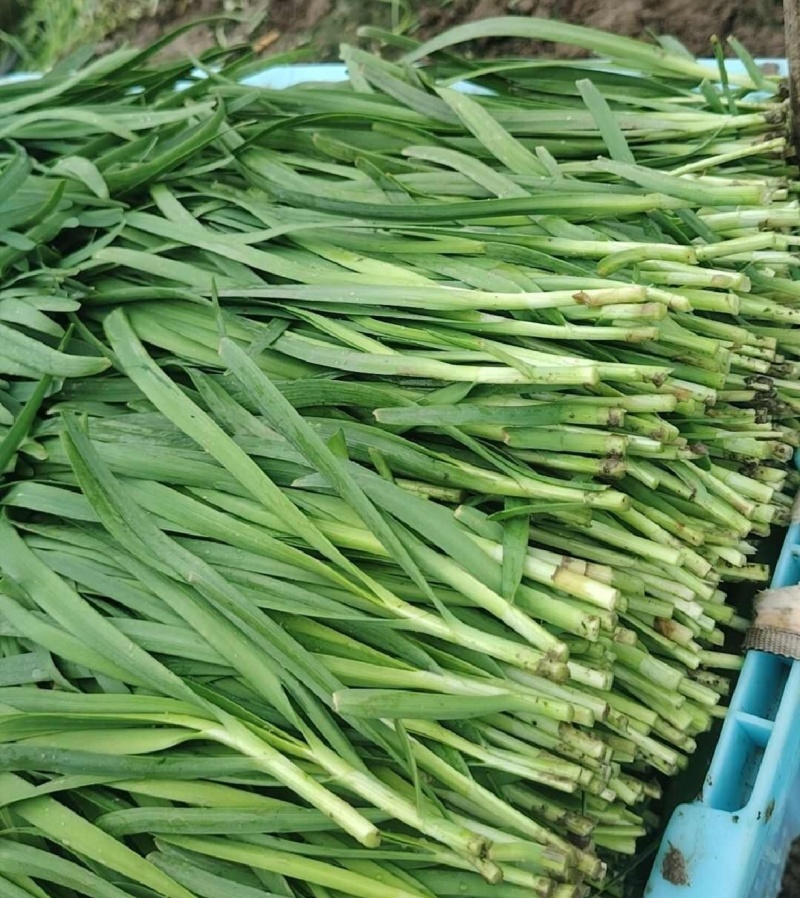 江苏新鲜韭菜大叶韭菜产地直供量大从优欢迎联系
