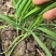 江苏新鲜韭菜大叶韭菜产地直供量大从优欢迎联系