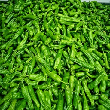 广元市曾家高山蔬菜基地：苏椒、二荆条、三月瓜等蔬菜