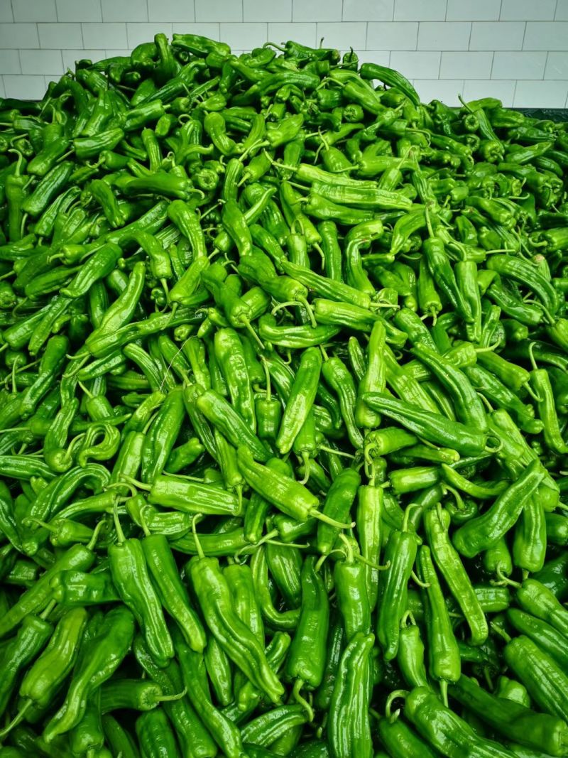 广元市曾家高山蔬菜基地：苏椒、二荆条、三月瓜等蔬菜