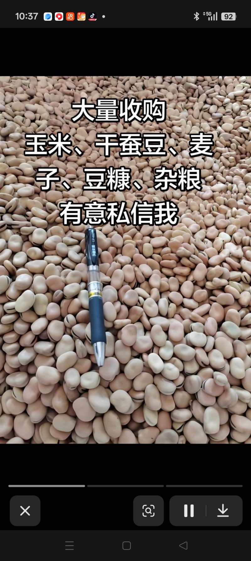 出售蚕豆