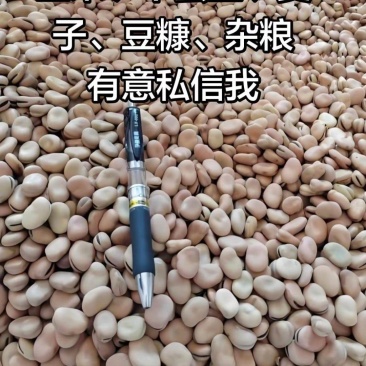 出售蚕豆