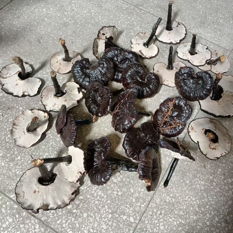 黑灵芝白底，新货品质保证价格实惠欢迎来电洽谈