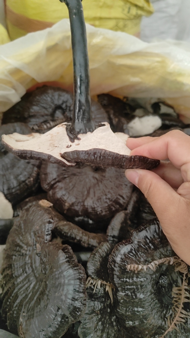 黑灵芝白底，新货品质保证价格实惠欢迎来电洽谈