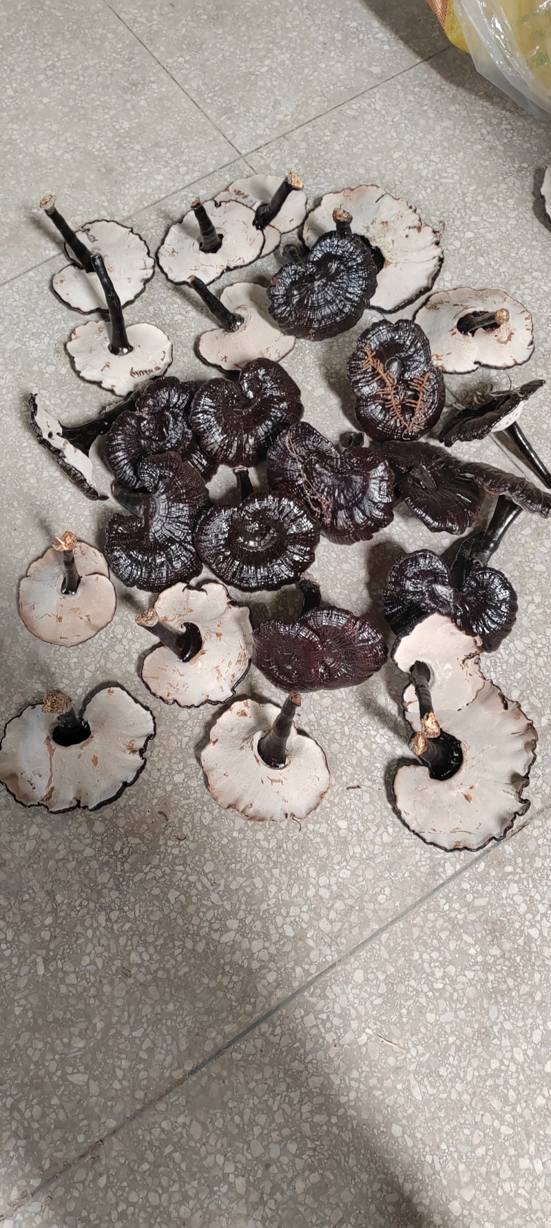黑灵芝白底，新货品质保证价格实惠欢迎来电洽谈