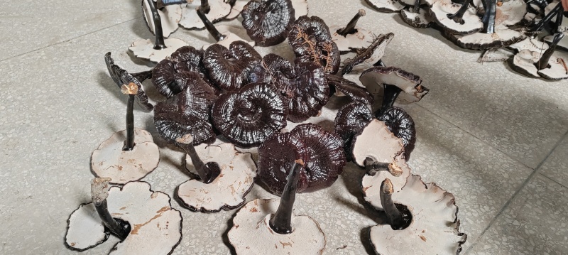 黑灵芝白底，新货品质保证价格实惠欢迎来电洽谈