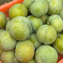 贵州六马蜂糖李