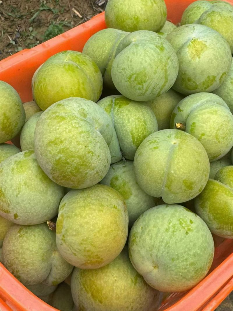 贵州六马蜂糖李
