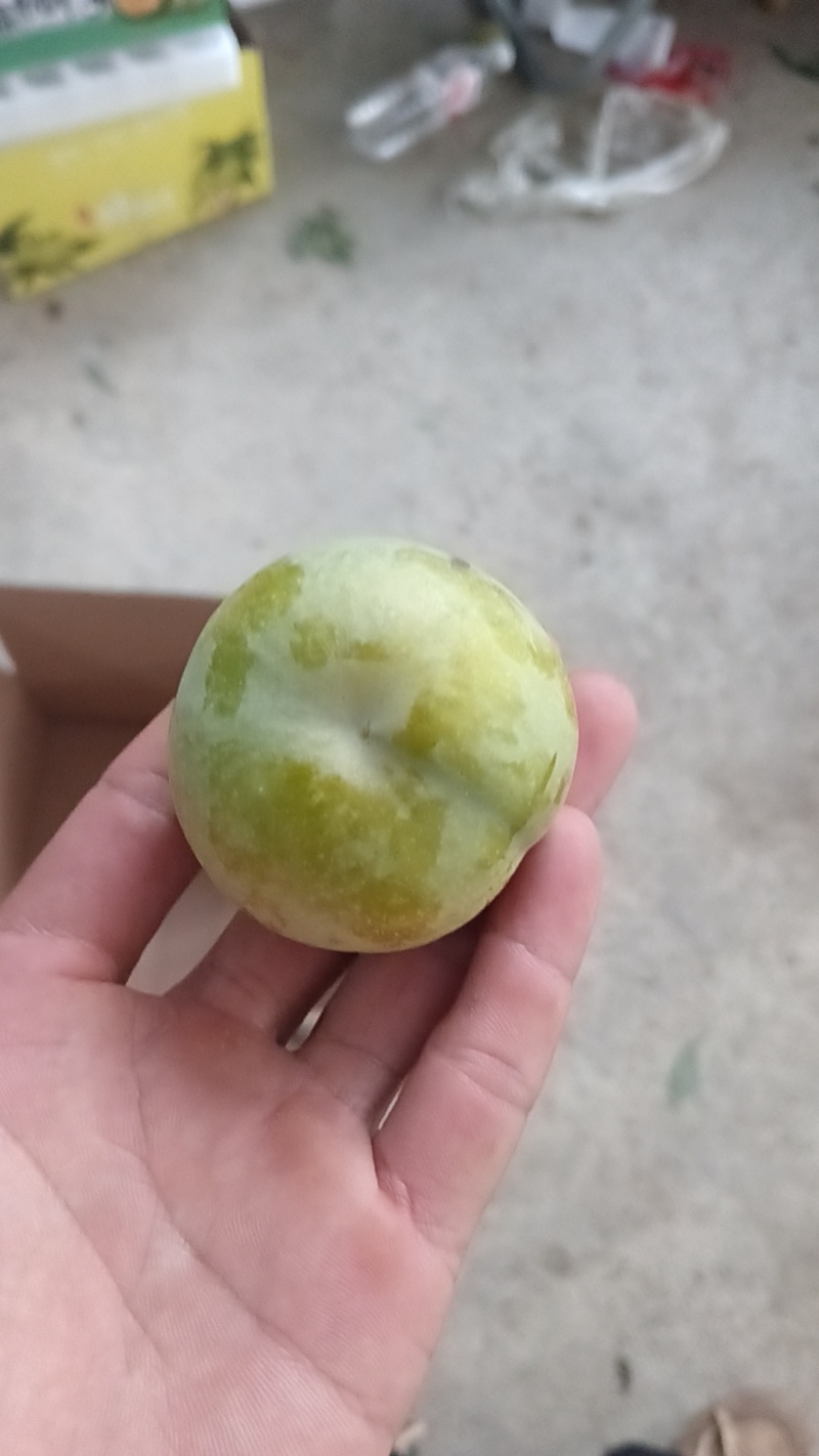 贵州六马蜂糖李