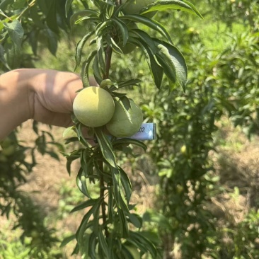 产地青脆李批量供货，果质优良，诚邀批发市场采购商实地收货