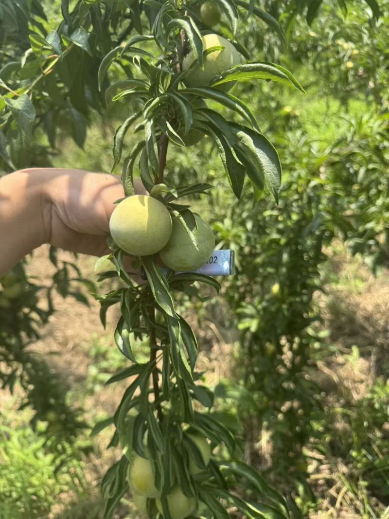 产地青脆李批量供货，果质优良，诚邀批发市场采购商实地收货