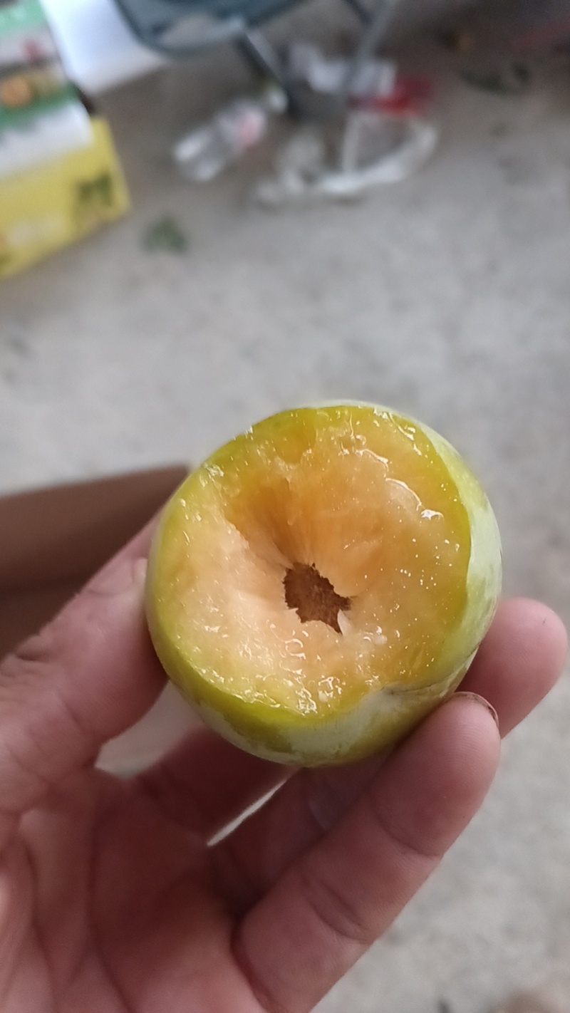 贵州六马蜂糖李