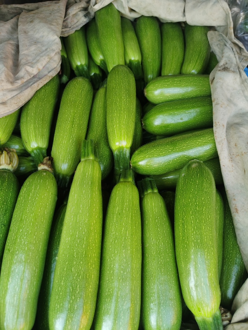 广元市曾家高山蔬菜基地：苏椒、二荆条、三月瓜等蔬菜