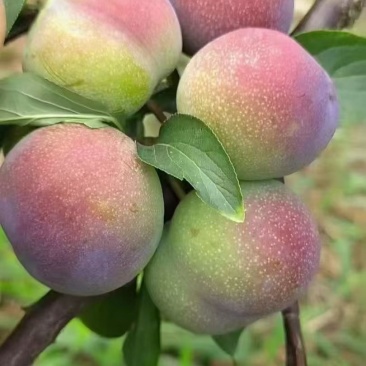 李子